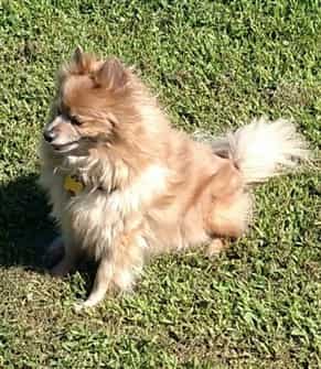 pomeranian-dog-sitting-on-grass